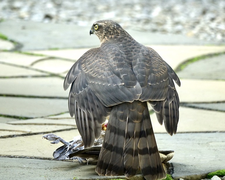 sparrowhawk feeding
